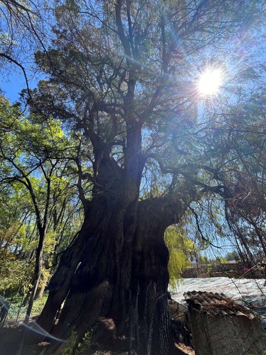 Los Abuelos, Los&nbsp;Sabinos